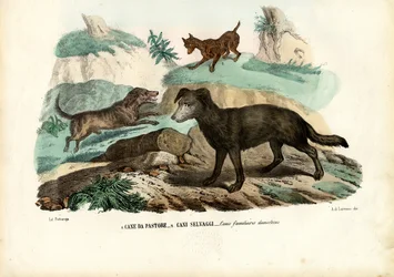 犬、1863-79
